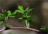 Rubus idaeus