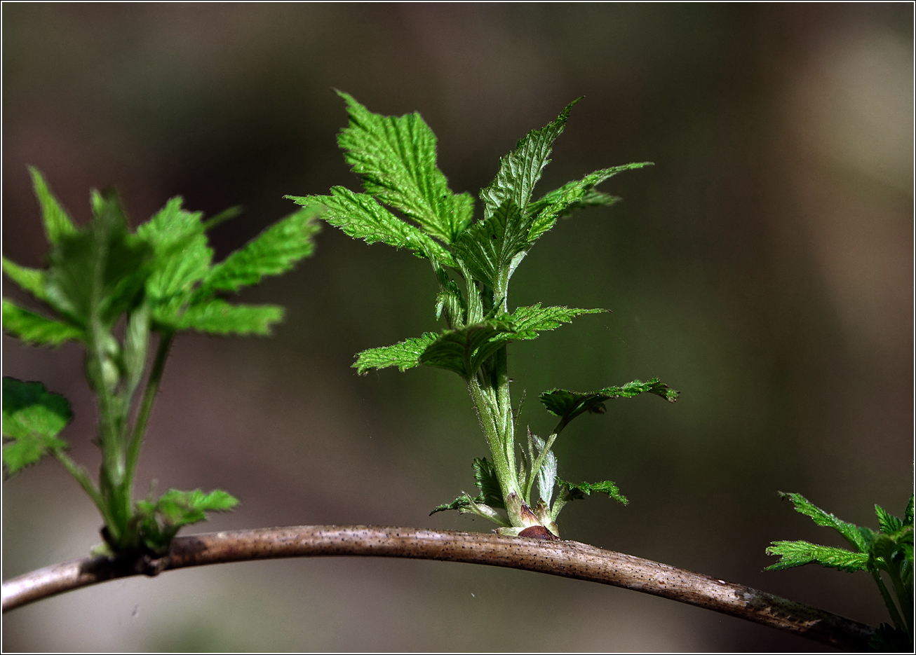 Image of Rubus idaeus specimen.