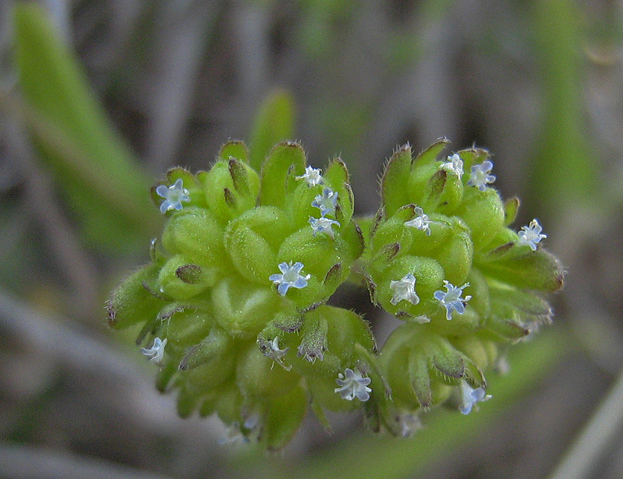 Image of Valerianella turgida specimen.