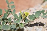 род Astragalus