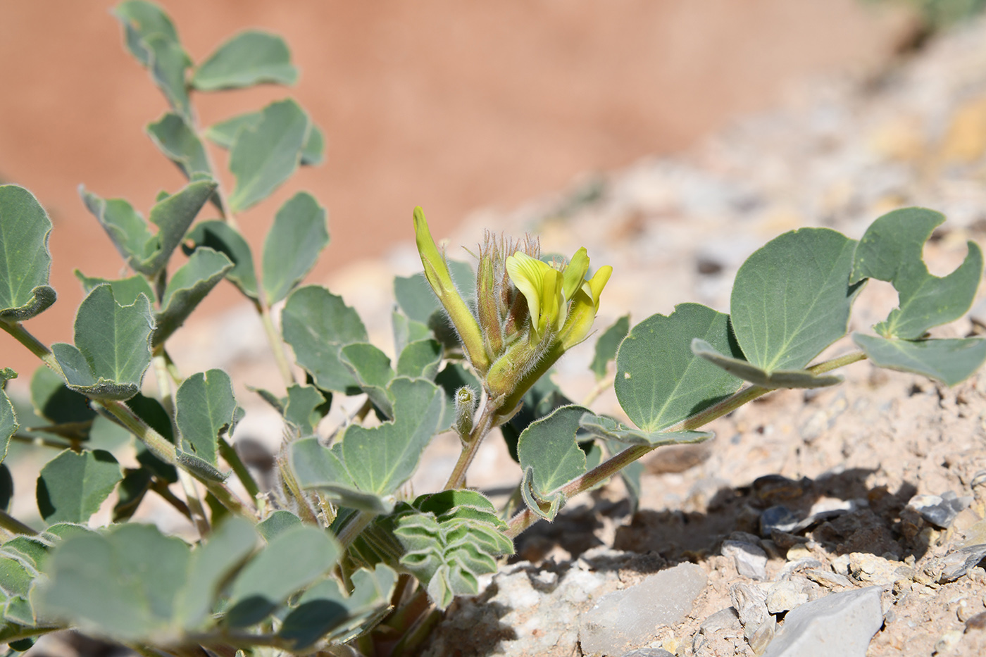 Image of genus Astragalus specimen.