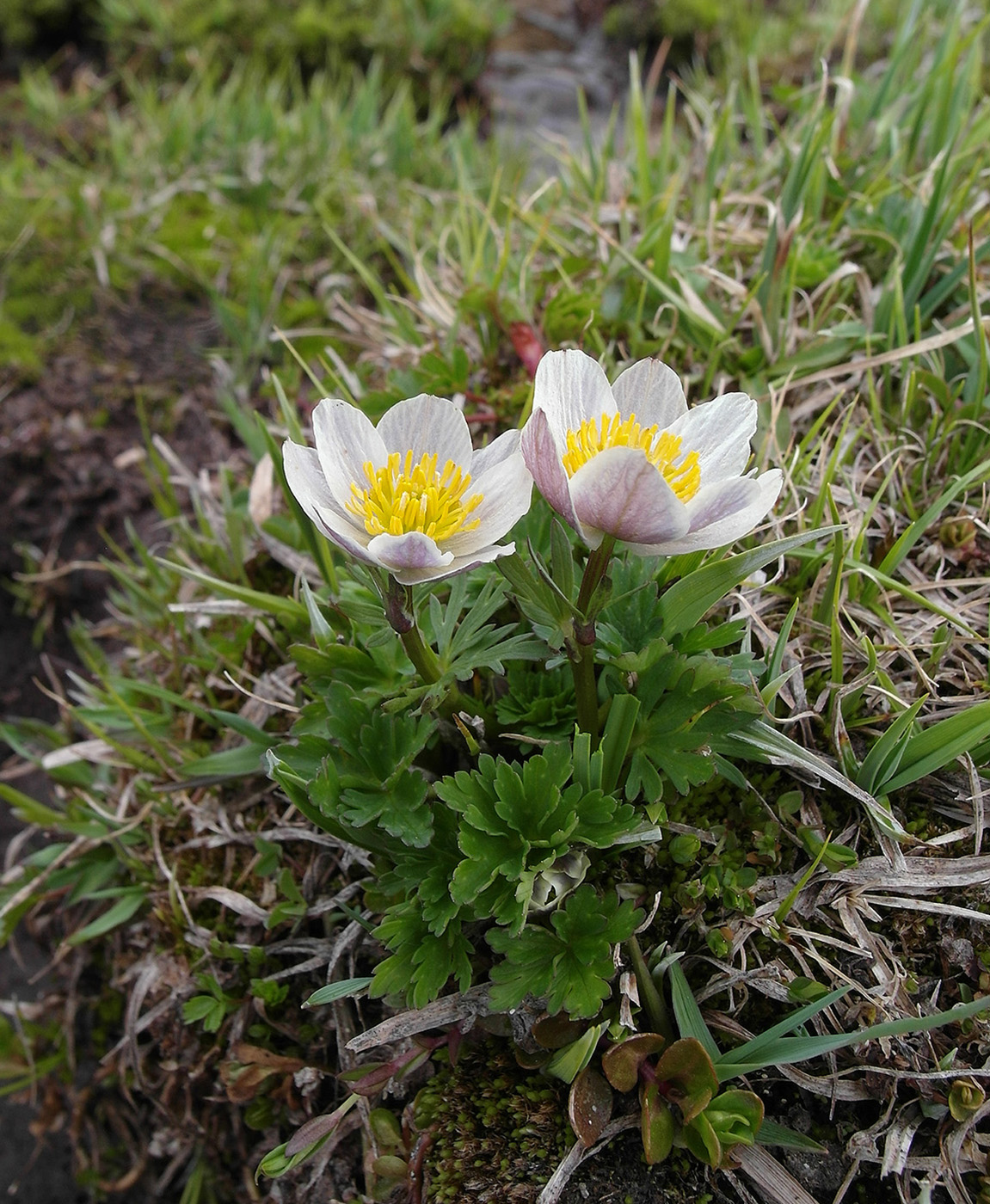 Image of Trollius komarovii specimen.