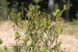 Vaccinium myrtillus. Верхушка отцветающего растения. Беларусь, Витебская обл., заказник \"Сурмино\", перешеек оз. Белое и Чёрное, сырая опушка черничного елово-соснового леса вдоль заброшенной лесной дороги. 02.05.2025.