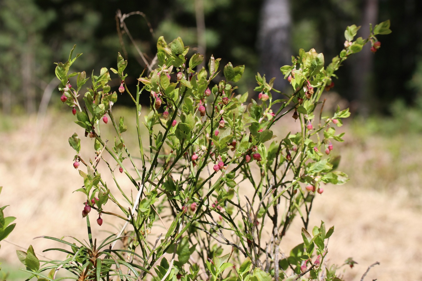 Изображение особи Vaccinium myrtillus.