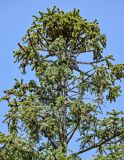 Cunninghamia lanceolata