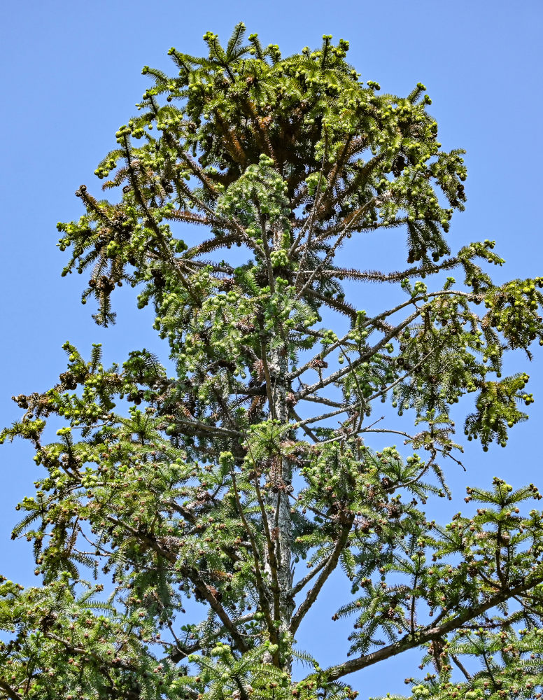 Изображение особи Cunninghamia lanceolata.