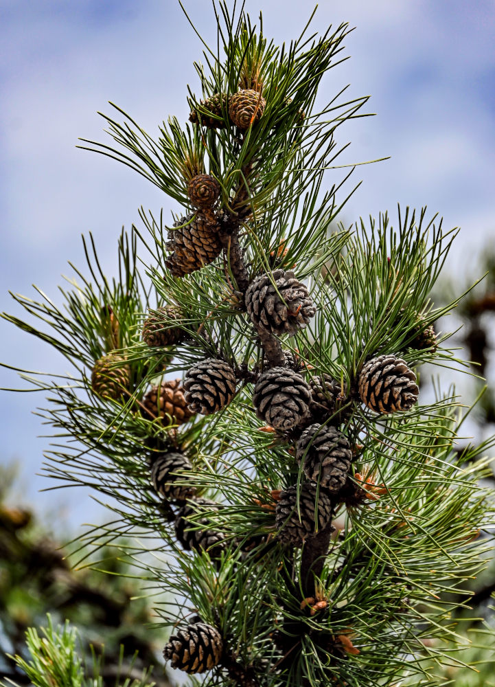 Image of Pinus densata specimen.