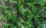 Polypodium vulgare. Вайи спороносящих растений. Калининградская обл., Зеленоградский р-н, Куршская коса, опушка смешанного леса. 30.06.2025.