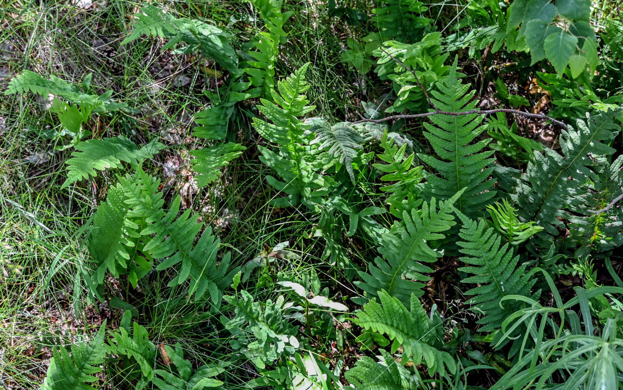 Image of Polypodium vulgare specimen.