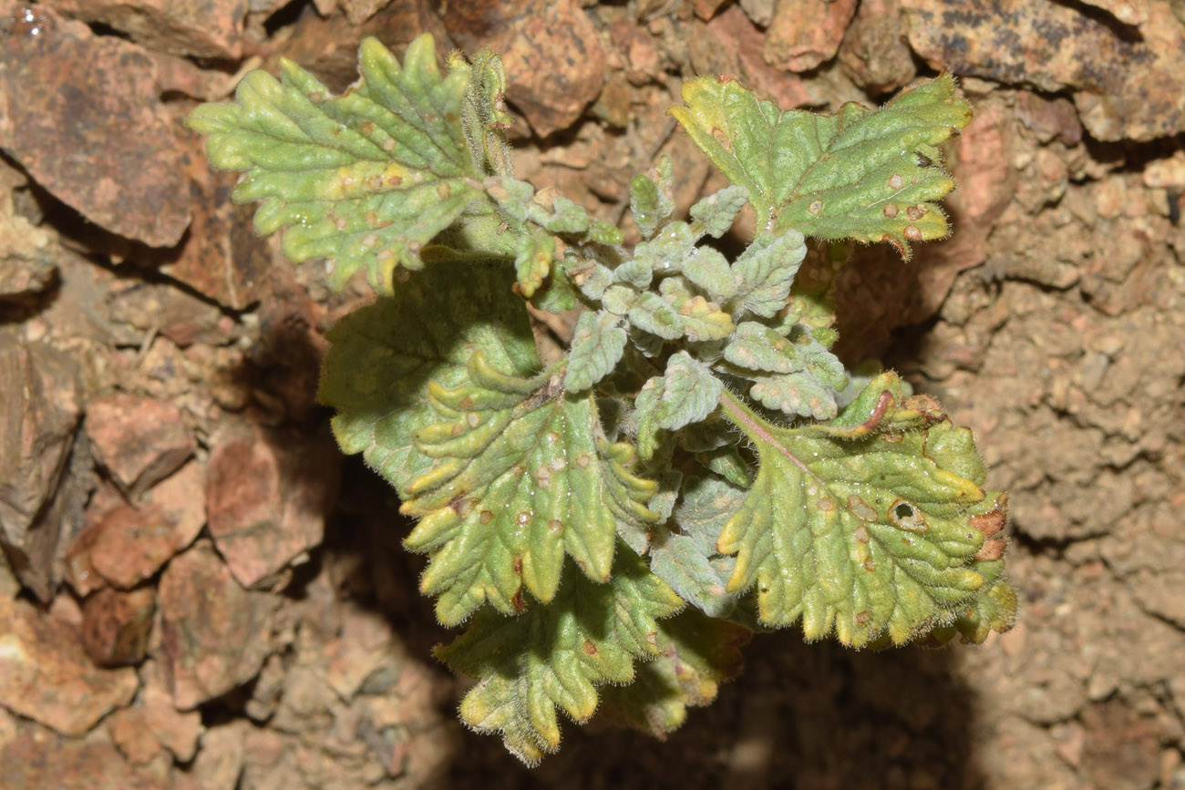 Изображение особи Scutellaria adenostegia.