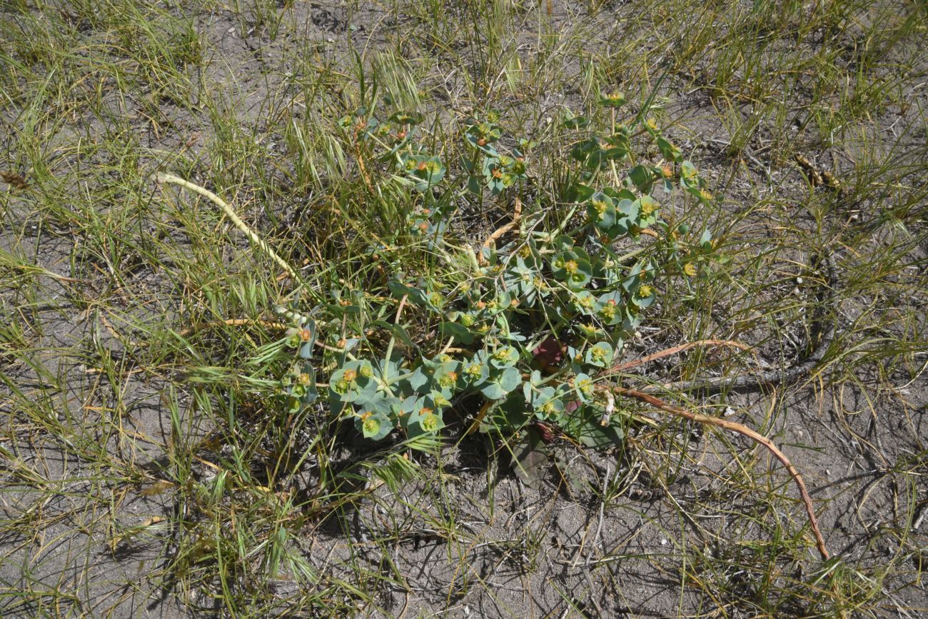 Изображение особи род Euphorbia.