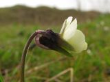 Viola arvensis. Цветок. Крым, Севастополь, приморский склон. 1 апреля 2011 г.