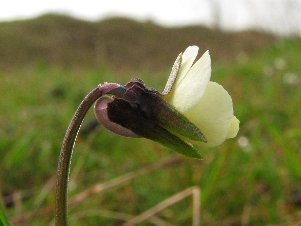 Image of Viola arvensis specimen.