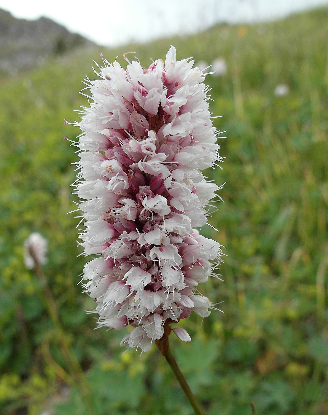 Изображение особи Bistorta elliptica.