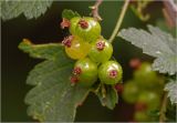 Ribes rubrum. Соплодие с незрелыми плодами. Московская обл., Раменский р-н, окр. дер. Хрипань, садовый участок. 31.05.2025.