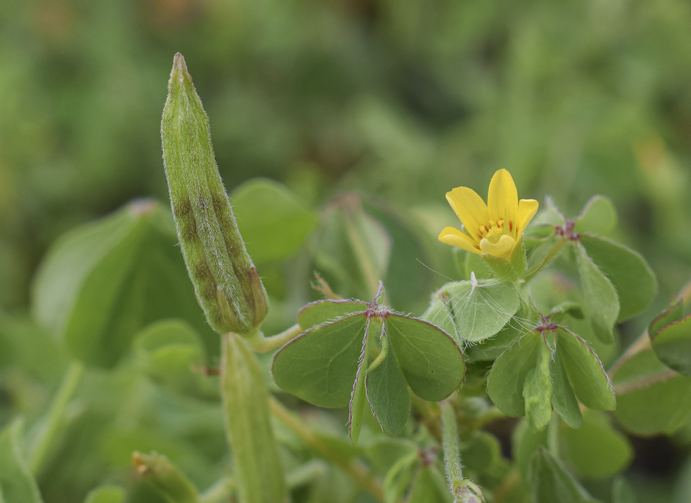 Изображение особи Oxalis corniculata.