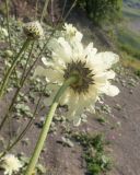 Cephalaria gigantea