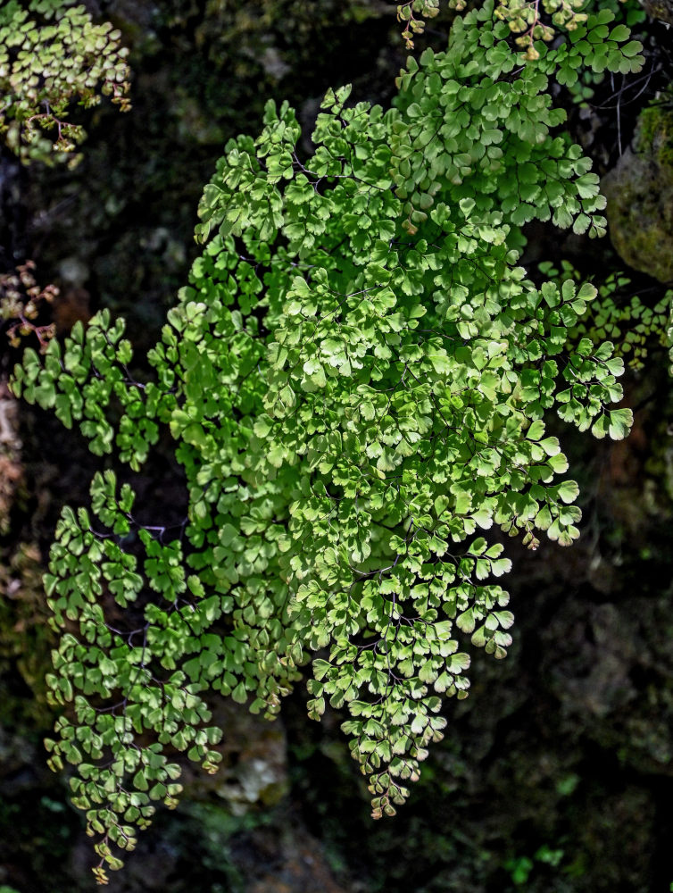Изображение особи Adiantum capillus-veneris.