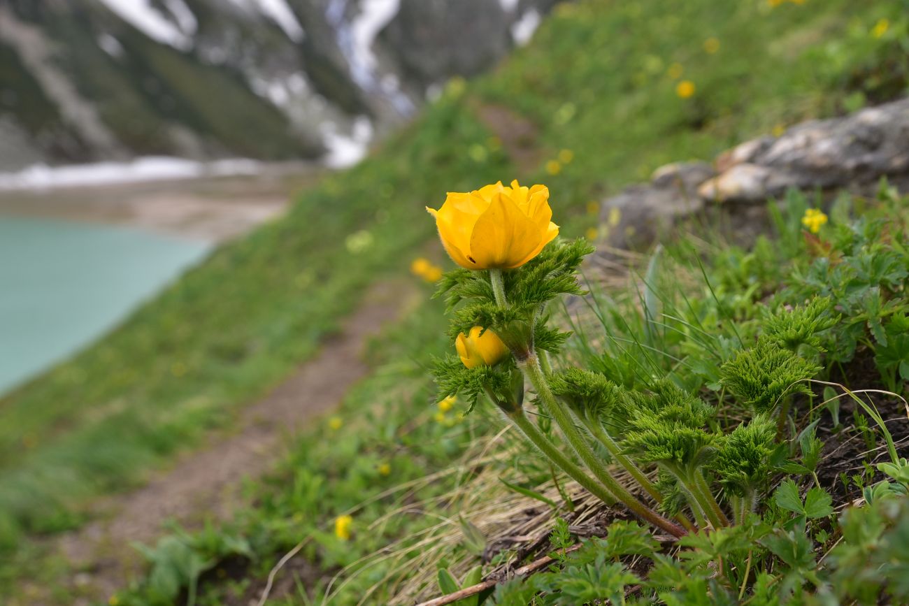 Изображение особи Pulsatilla aurea.