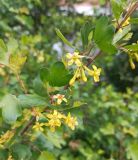 Изображение особи. Автор - Григорий Токарев