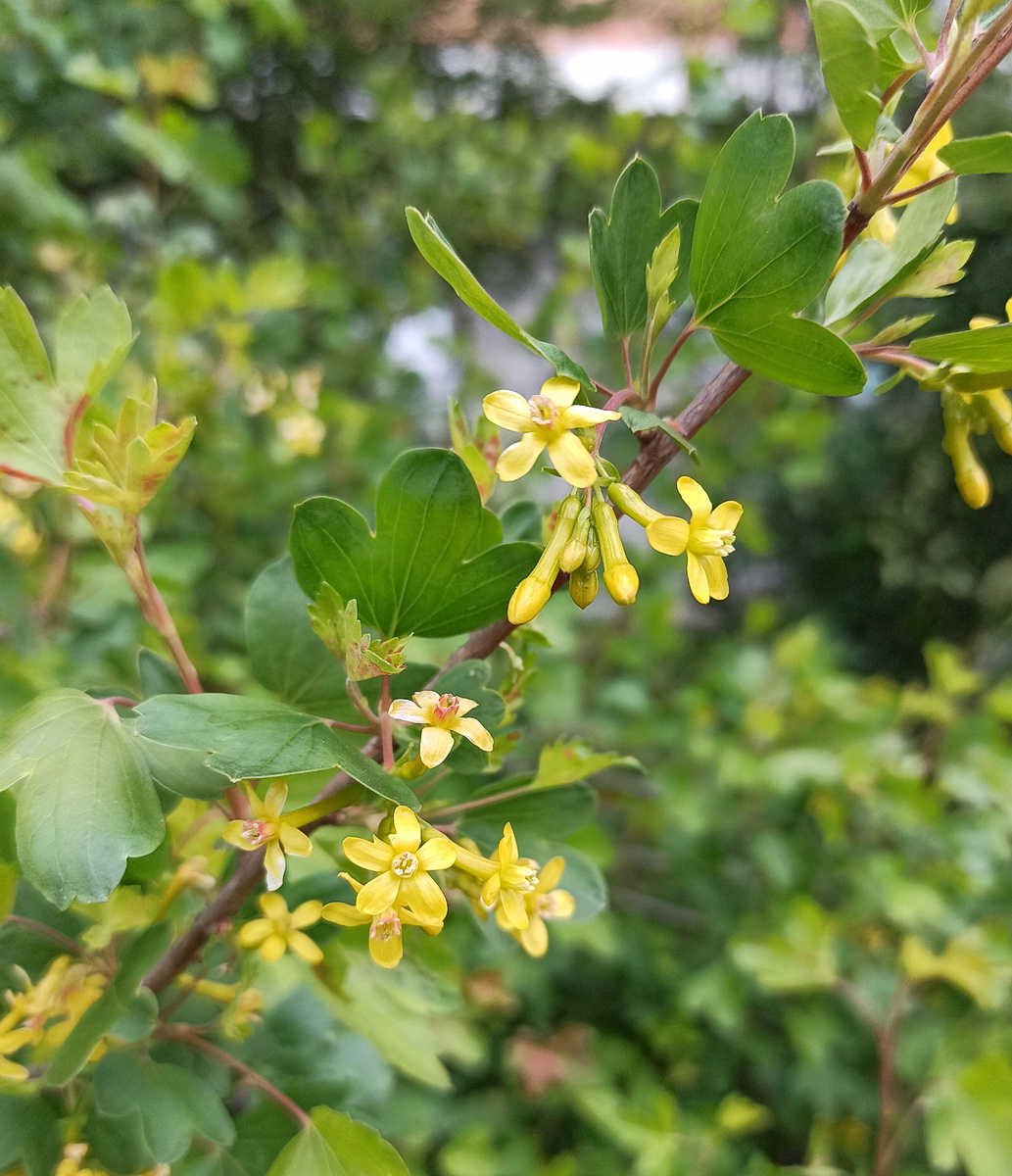 Изображение особи Ribes aureum.