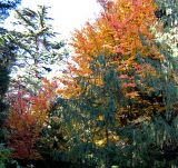 Parrotia persica