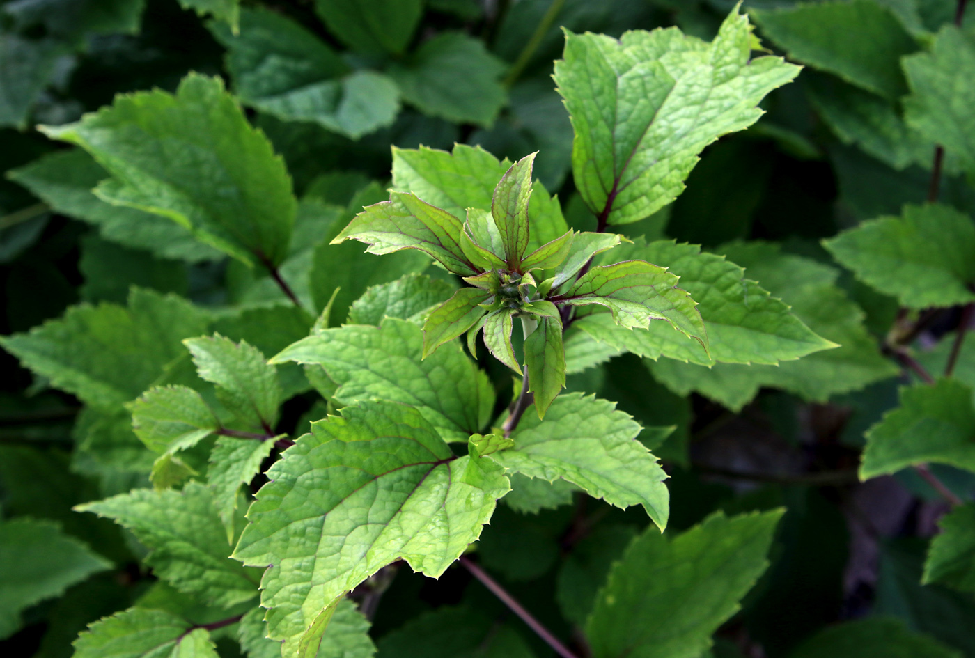 Изображение особи Clematis heracleifolia.