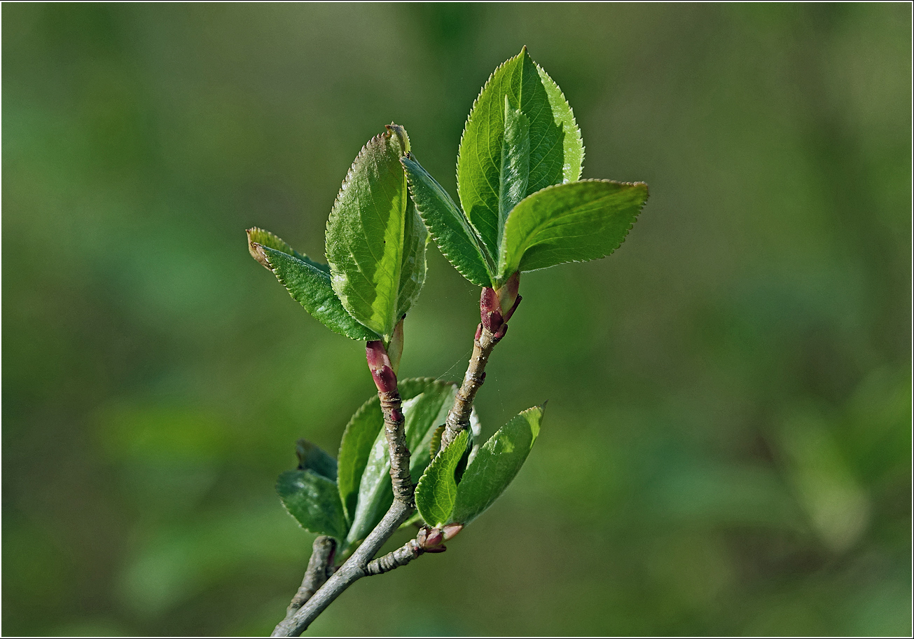 Image of &times; Sorbaronia mitschurinii specimen.