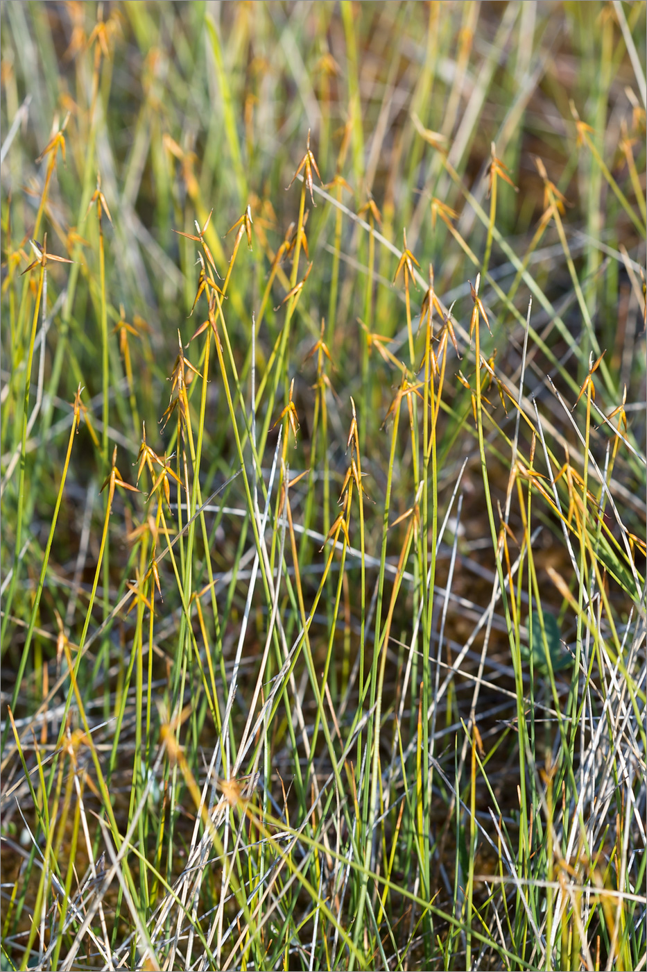 Изображение особи Carex pauciflora.