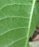 Dipsacus pilosus. Опушение по жилкам абаксиальной стороны листа. Краснодарский край, Туапсинский муниципальный округ, Новомихайловское городское поселение, тропа вдоль р. Кабак, лес. 06.08.2024.