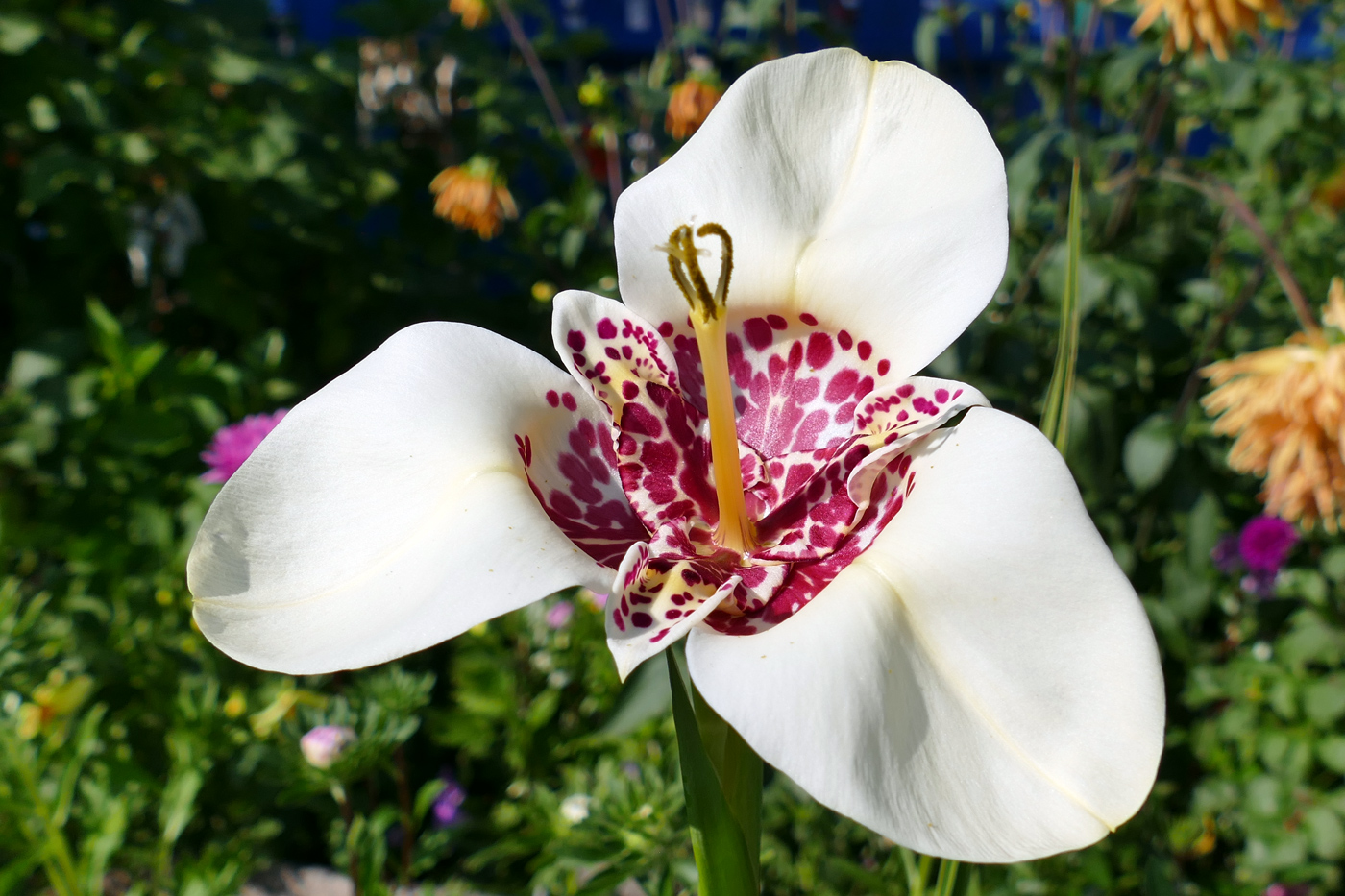 Изображение особи Tigridia pavonia.