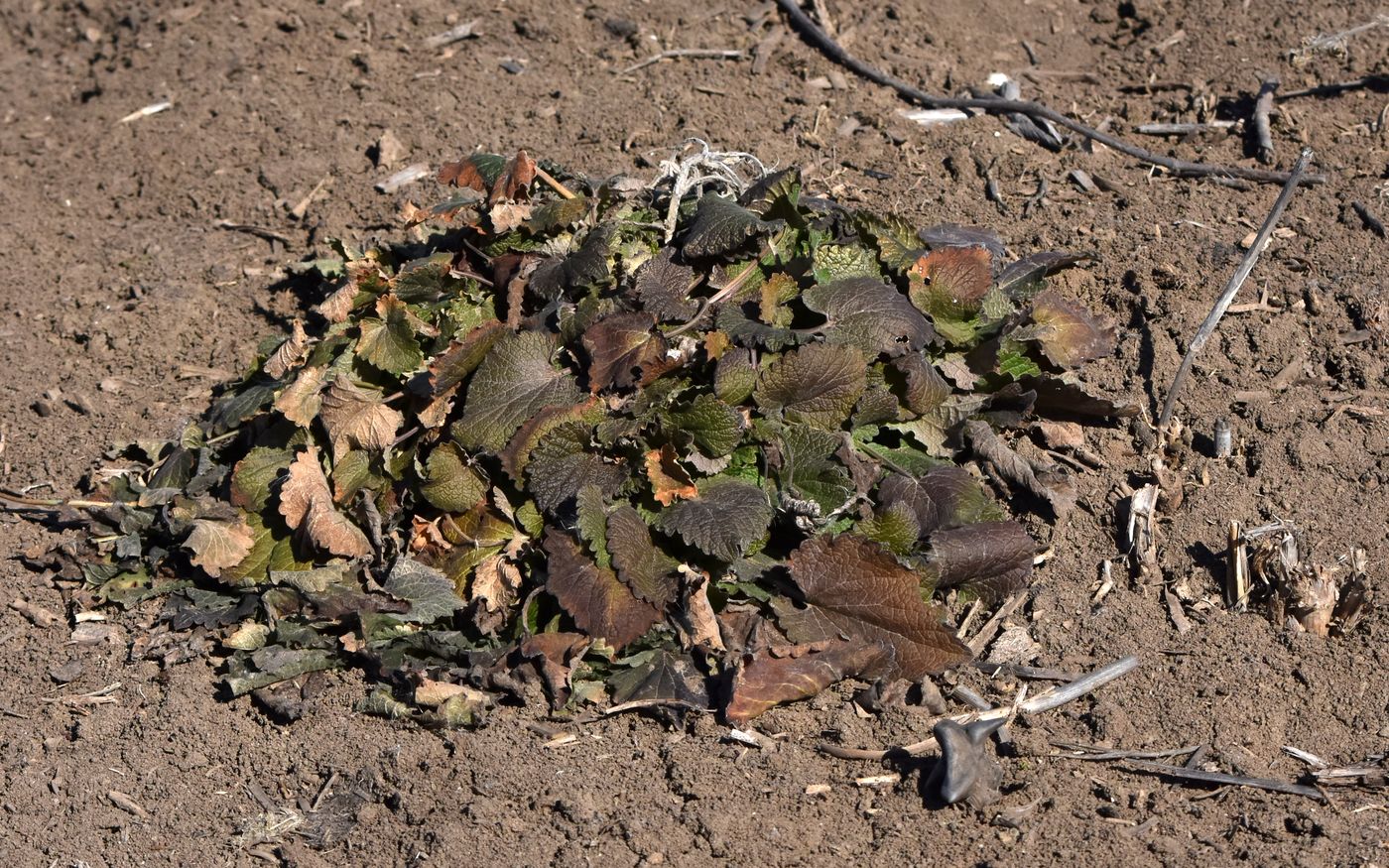 Image of Chaiturus marrubiastrum specimen.