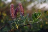 Salix arctica. Верхушка побега с соцветиями. Чукотка, Чаунская низм., дельта р. Чаун-Паляваама, о. Айопечан. 23.06.2005.