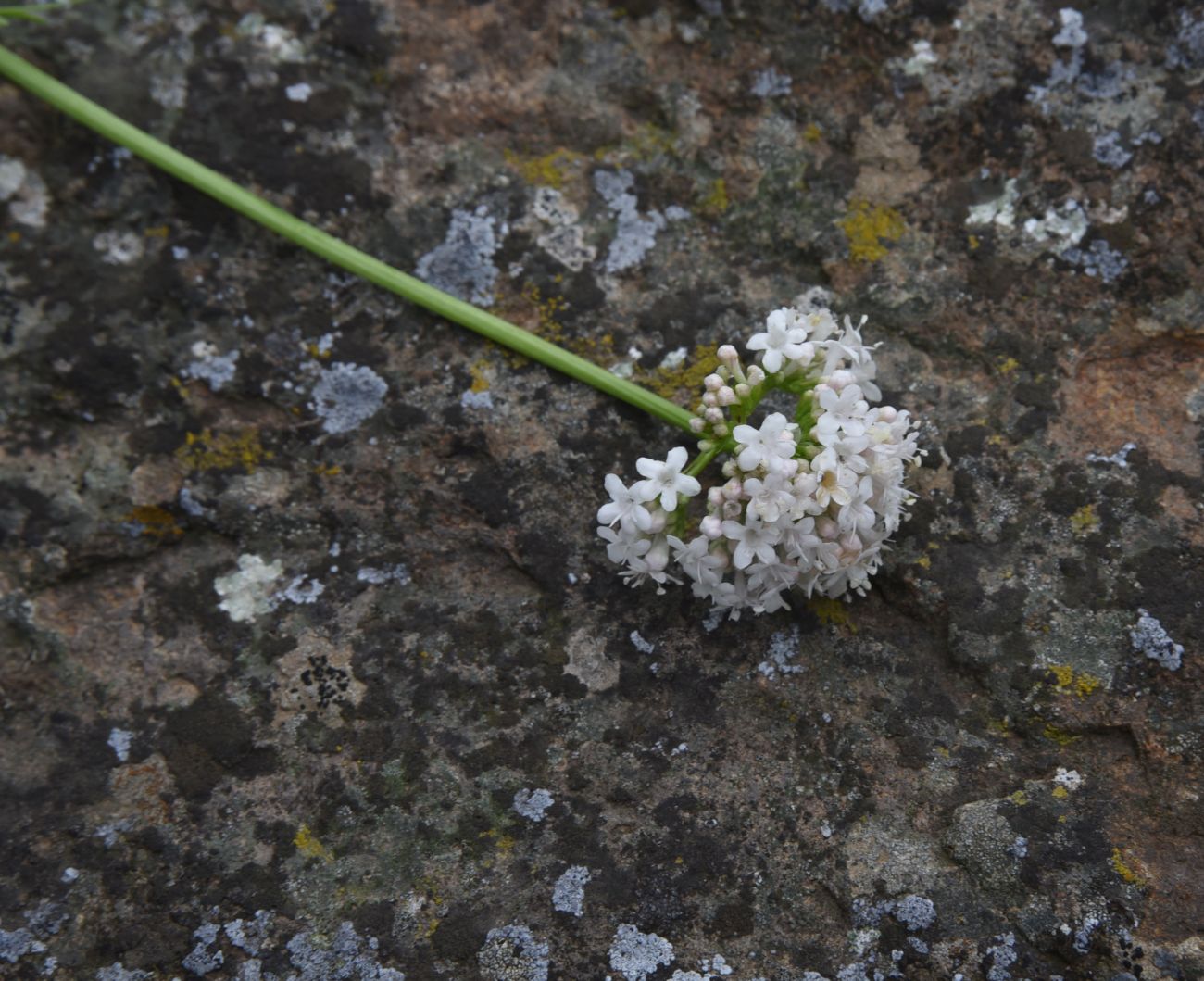 Image of genus Valeriana specimen.