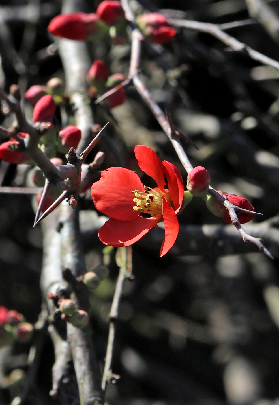 Image of Chaenomeles × superba specimen.
