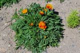 Tagetes patula. Цветущее растение. Калининградская обл., Правдинский р-н, г. Правдинск, в культуре. 02.07.2025.