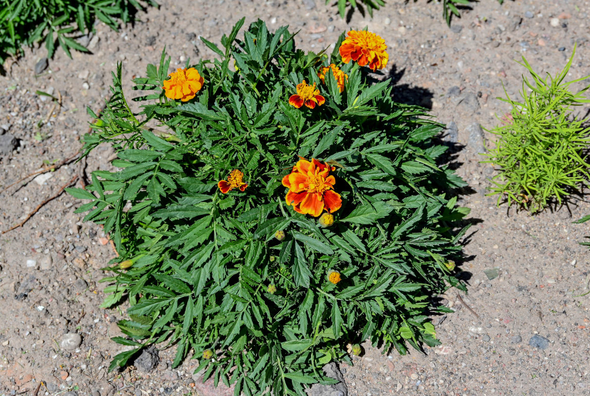 Image of Tagetes patula specimen.