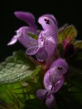 Lamium purpureum