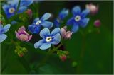 Brunnera sibirica. Цветки. Московская обл., Раменский р-н, окр. дер. Хрипань, садовый участок. 14.05.2026.