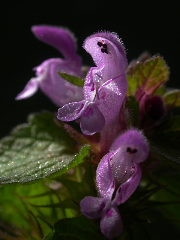 Изображение особи Lamium purpureum.