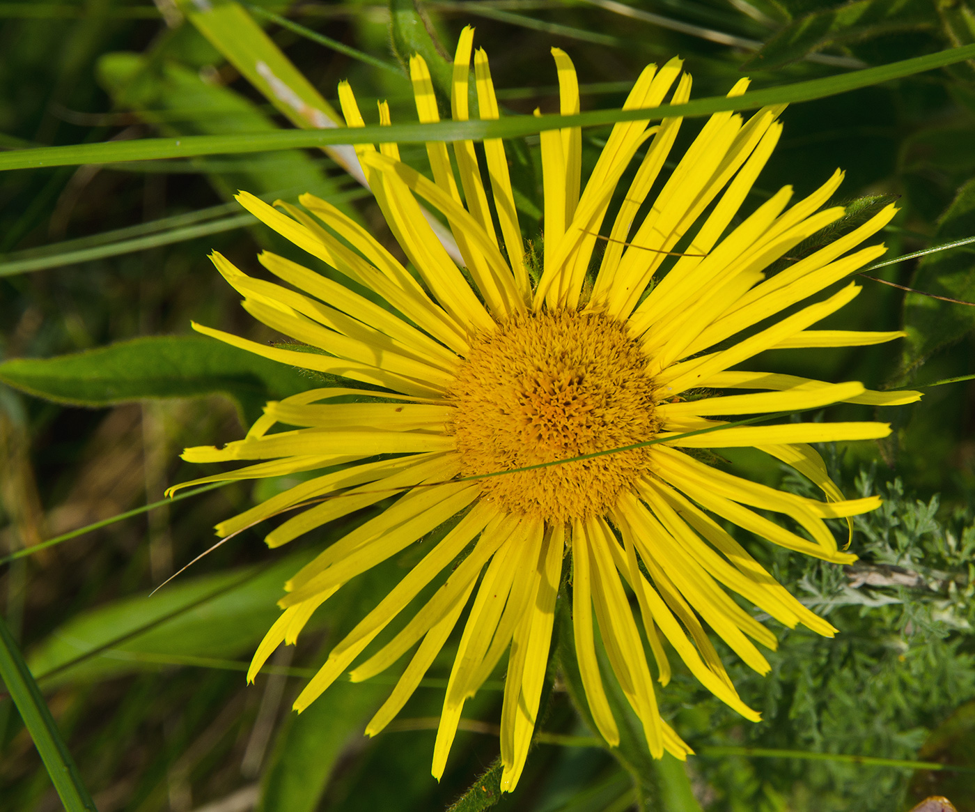 Image of Inula britannica specimen.