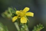 Potentilla supina подвид paradoxa. Цветок. Приморский край, г. Владивосток, о. Русский, кампус ДВФУ, возле небольшого водоёма. 29.05.2026.
