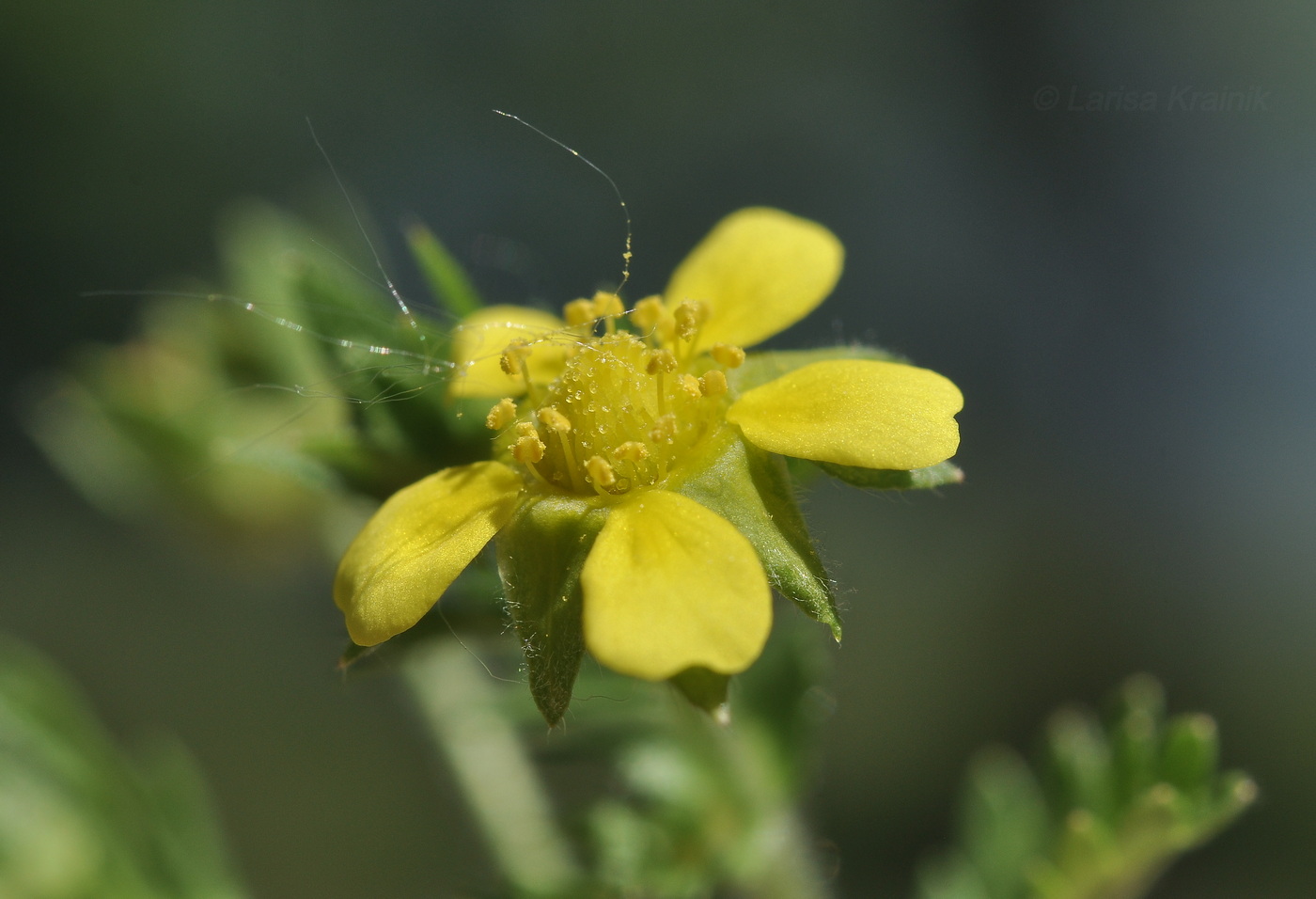 Изображение особи Potentilla supina ssp. paradoxa.