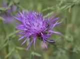 Centaurea paniculata. Соцветие с жуком и фуражирующими муравьями. Испания, Каталония, пров. Жирона, комарка Баш Эмпорда, муниципалитет Санта-Кристина-де-Аро, окр. н.п. Романья-де-ла-Сельва, опушка разреженного леса. 06.06.2026.