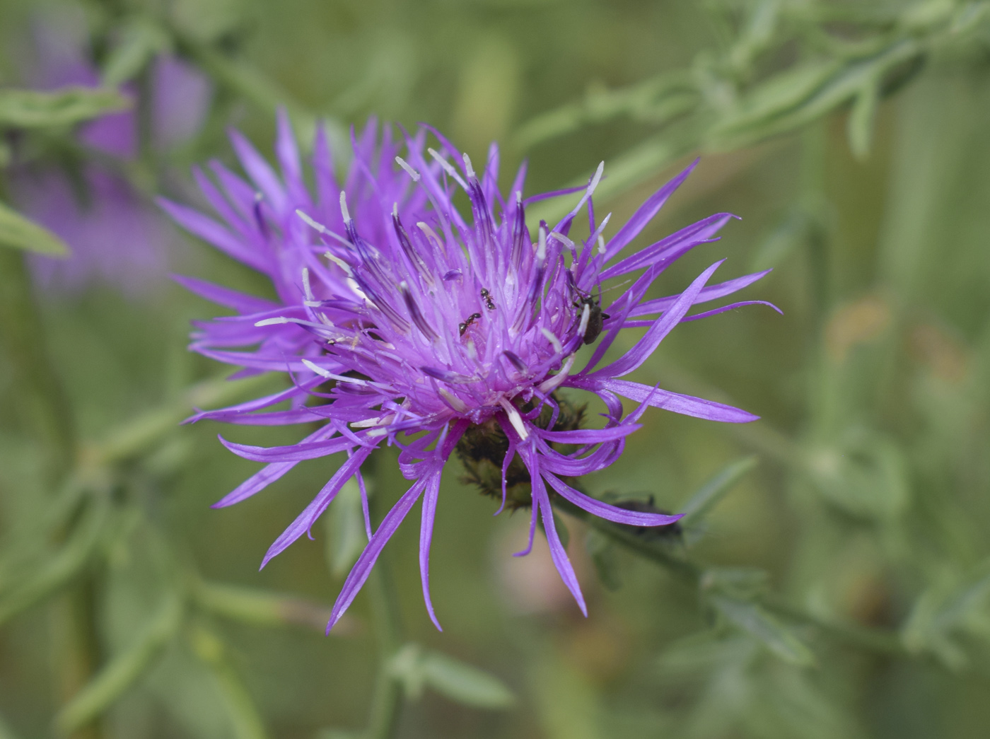 Image of Centaurea paniculata specimen.