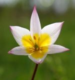 Tulipa biebersteiniana разновидность tricolor