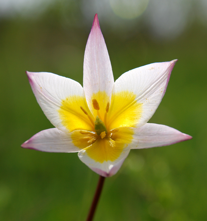 Image of Tulipa biebersteiniana var. tricolor specimen.