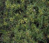 Rhamnus erythroxyloides