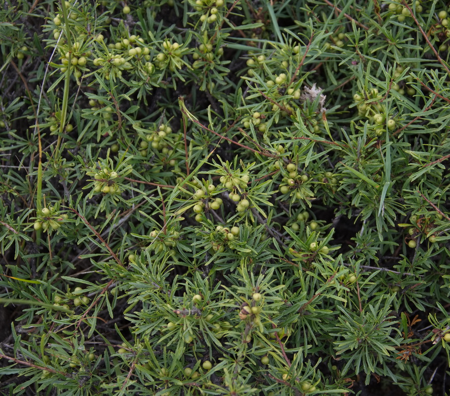 Изображение особи Rhamnus erythroxyloides.
