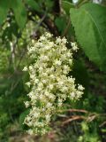 Sambucus sibirica. Соцветие. Хабаровский край, г. Комсомольск-на-Амуре, ООПТ \"Кедрово-тисовая роща\", вдоль лыжной трассы. 24.05.2026.